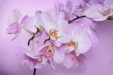 Naklejka na ściany i meble Beautiful background of Phalaenopsis orchid flowers.