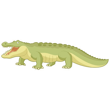 Cartoon green alligator