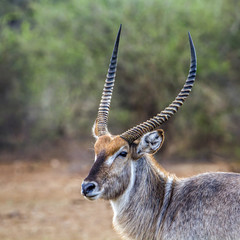Waterbuck in Kruger National park, South Africa