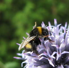  blue echinops and bumblebee