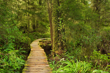 Boardwalk through rainforest, Pacific Rim NP, Canada