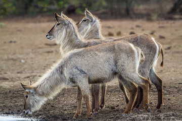 Waterbuck in Kruger National park, South Africa