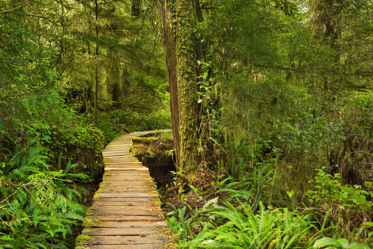 Fototapeta Boardwalk through rainforest, Pacific Rim NP, Canada
