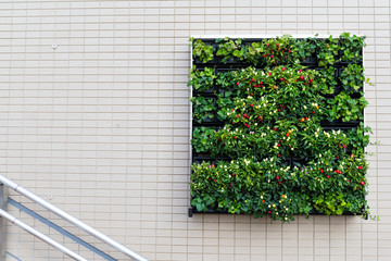 Square Green plants and flower on the wall