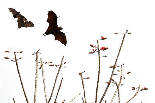 Bats silhouettes and beautiful branch for background usage