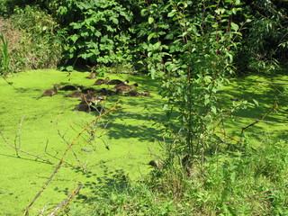 Ducks swim in a pond and eat a duckweed