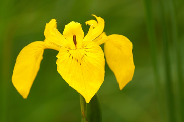 Fototapeta premium Yellow iris (Iris pseudacorus)