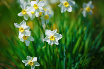 Blooming spring narcissus. Flowering white daffodils flowers at springtime. Shallow depth of field. Selective focus.
