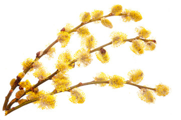 Naklejka premium Branches of a young willow on a white background.