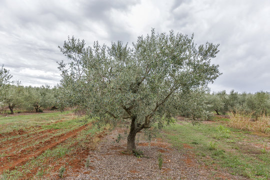 Olive tree field in Istria, Croatia