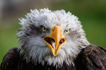 Águila calva en Parque de Cabárceno