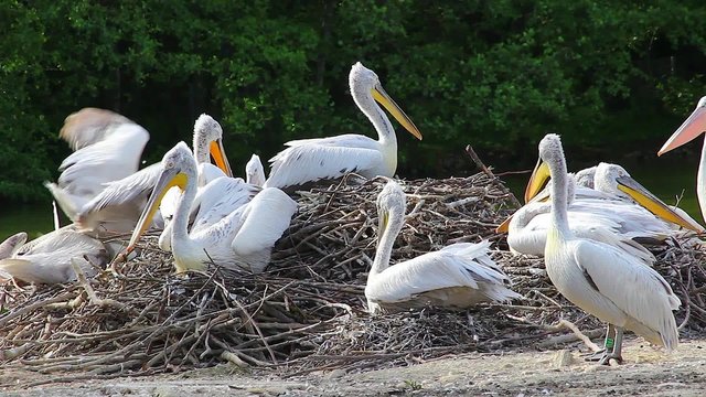 Many Dalmatian Pelicans on their Nest