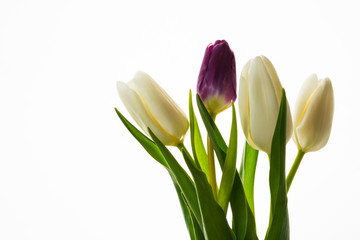 Bouquet of four fresh tulips on white background
