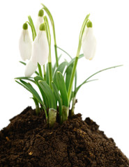 Snowdrops on white.