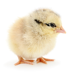 Small yellow chicken.