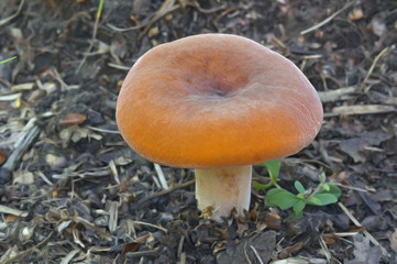 Weeping milk cap (Lactifluus volemus)