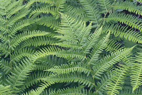 Lady fern (Athyrium brevifrons)