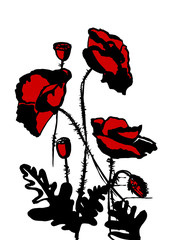  red and black poppies