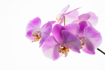 Fototapeta na wymiar Branch of fresh orchids on white background