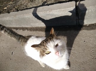 Кот