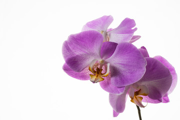 Naklejka na ściany i meble Branch of fresh phalaenopsis orchids on white background
