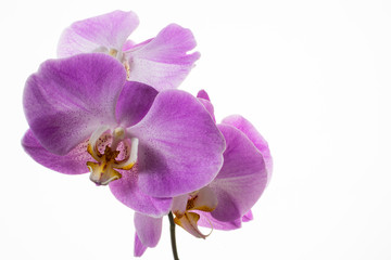 Fototapeta na wymiar Fresh phalaenopsis orchids branch on white background