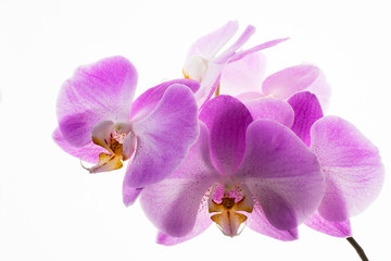 Fresh pink orchids branch on white background