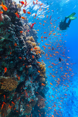Scuba diver explore a coral reef