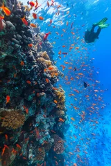 Fototapete Taucher erkunden ein Korallenriff © Jag_cz