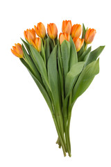 Beautiful orange tulips  on white background