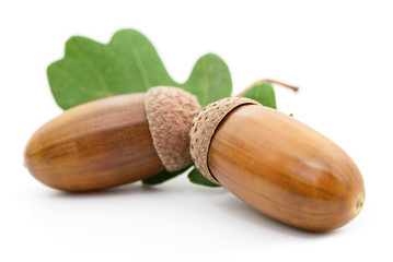 Oak acorns with leaf.
