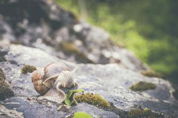 Escargot en train de manger