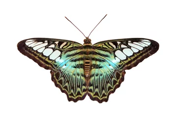 Meubelstickers Vlinder Clipper (Parthenos sylvia apicalis): Tropische Nymphalidae levende vlinder op witte achtergrond