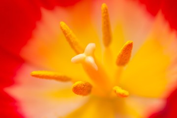 Fototapeta na wymiar Close up of part of tulip flower