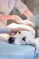 Obraz premium Ill retriever in veterinary clinic.