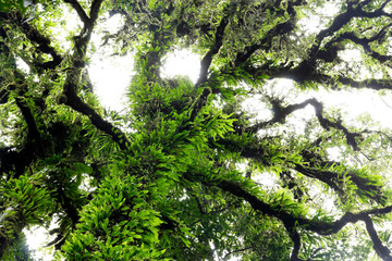 Big tree in the tropical rain forest cover with a lot of green fern (this photo taken under the rain and fog)