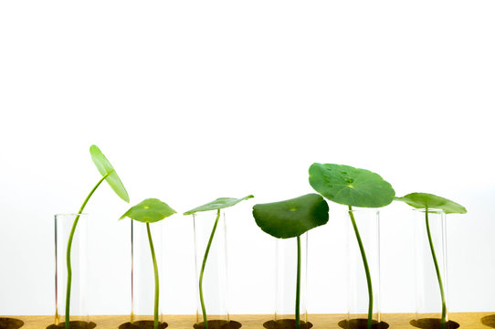Research and development plant based ingredients 