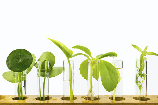 A mix of different plants in test tubes for lab test