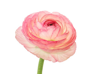 Ranunculus isolated on white background 