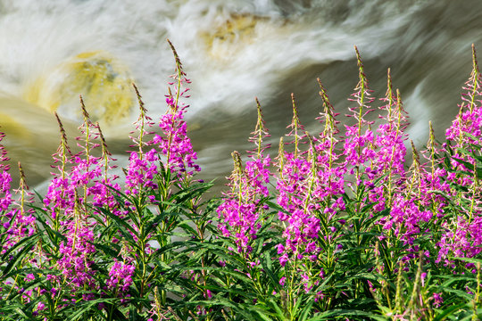 pinke Weidenr&ouml;schen vor rauschendem Fluss