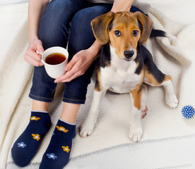 Woman relaxing with beagle puppy