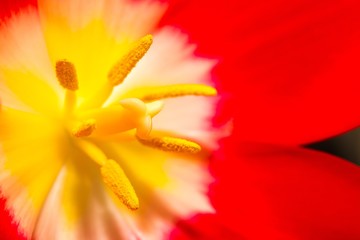 Close up of part of tulip flower