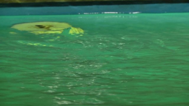 Вода бурлит в бассейне
