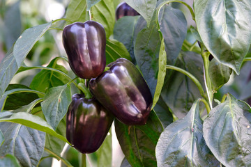 Purple bell pepper (sweet pepper) on the pepper tree