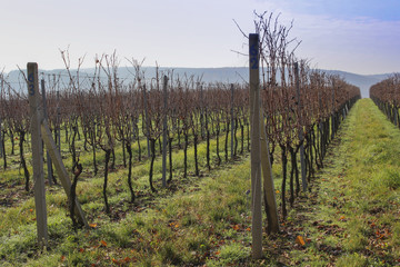 Fototapeta premium Rows of harvested grape vineyard