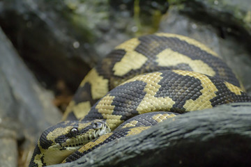 Coiled snake with a fearsome eye
