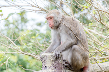 Formosan macaques Looks into the distance(taiwan monkey)
