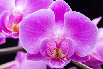 Pink streaked orchid flower, isolated on black background