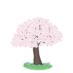 sakura tree