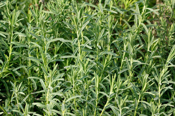 Rosemary (Rosmarinus officinalis) a member of mint family, native to the Mediterranean and Asia 